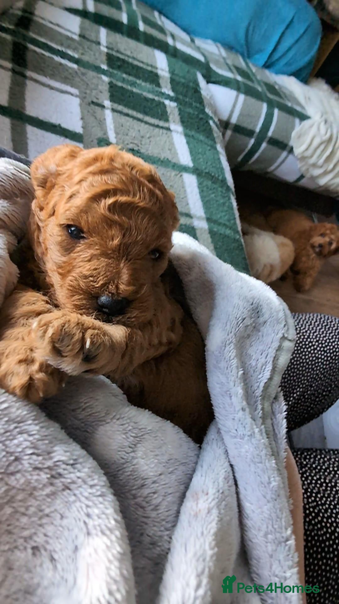 Cavapoo dogs F1B Deep Fox Red Toy DNA Clear Puppies  - Advert 2