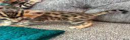 Bengal cats for sale: Amazing Bengal Kittens for sale  - Advert 17