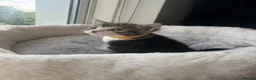 Mixed Breed cats for sale: Gorgeous kittens looking for forever home  - Advert 14