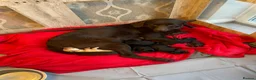 Labrador Retriever dogs for sale: Adorable Litter of Labradors  - Advert 8