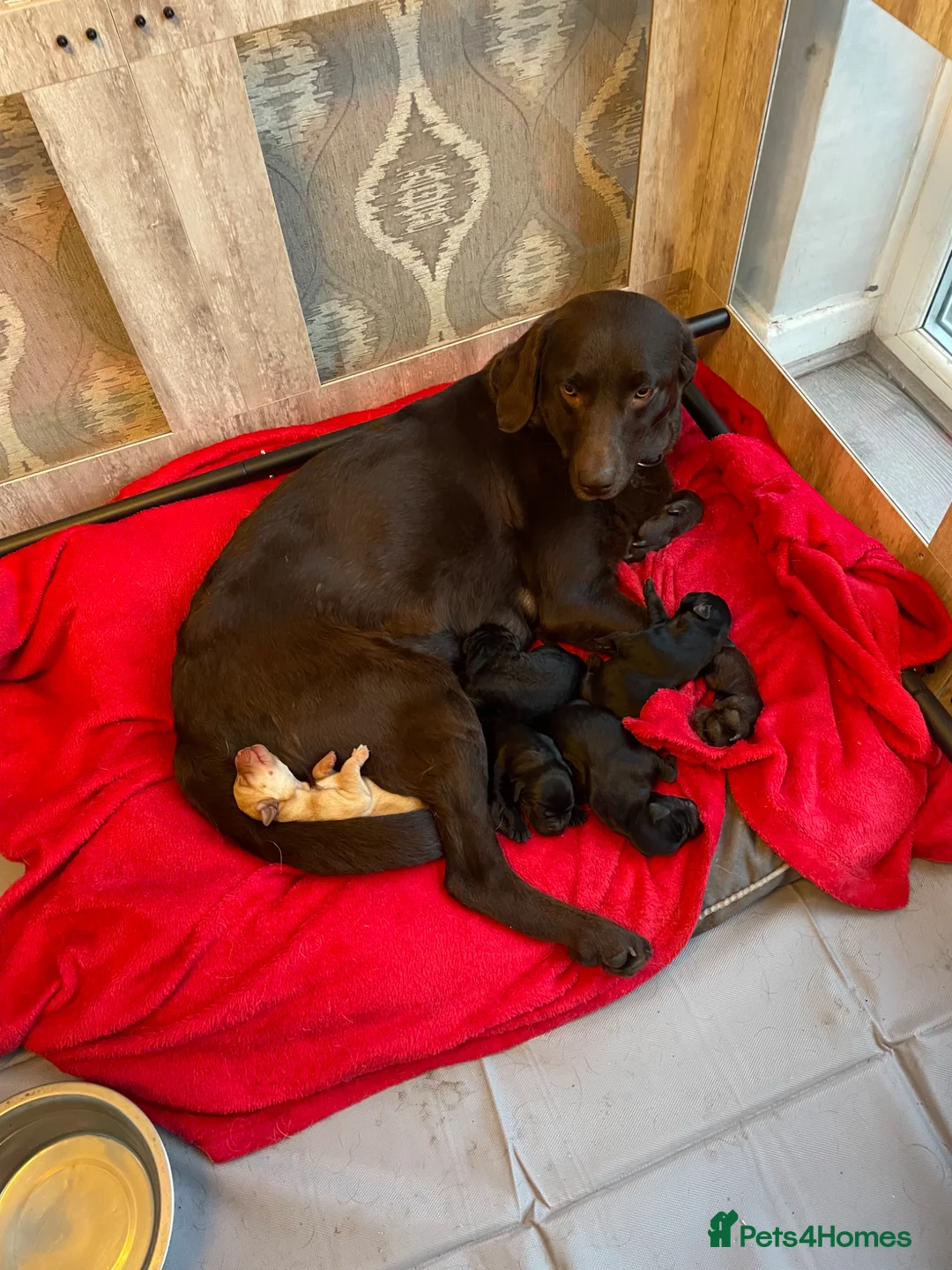 Labrador Retriever dogs for sale: Adorable Litter of Labradors  - Advert 8
