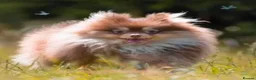 Pomeranian dogs for sale: Chocolate Parti Pomeranian  - Advert 7