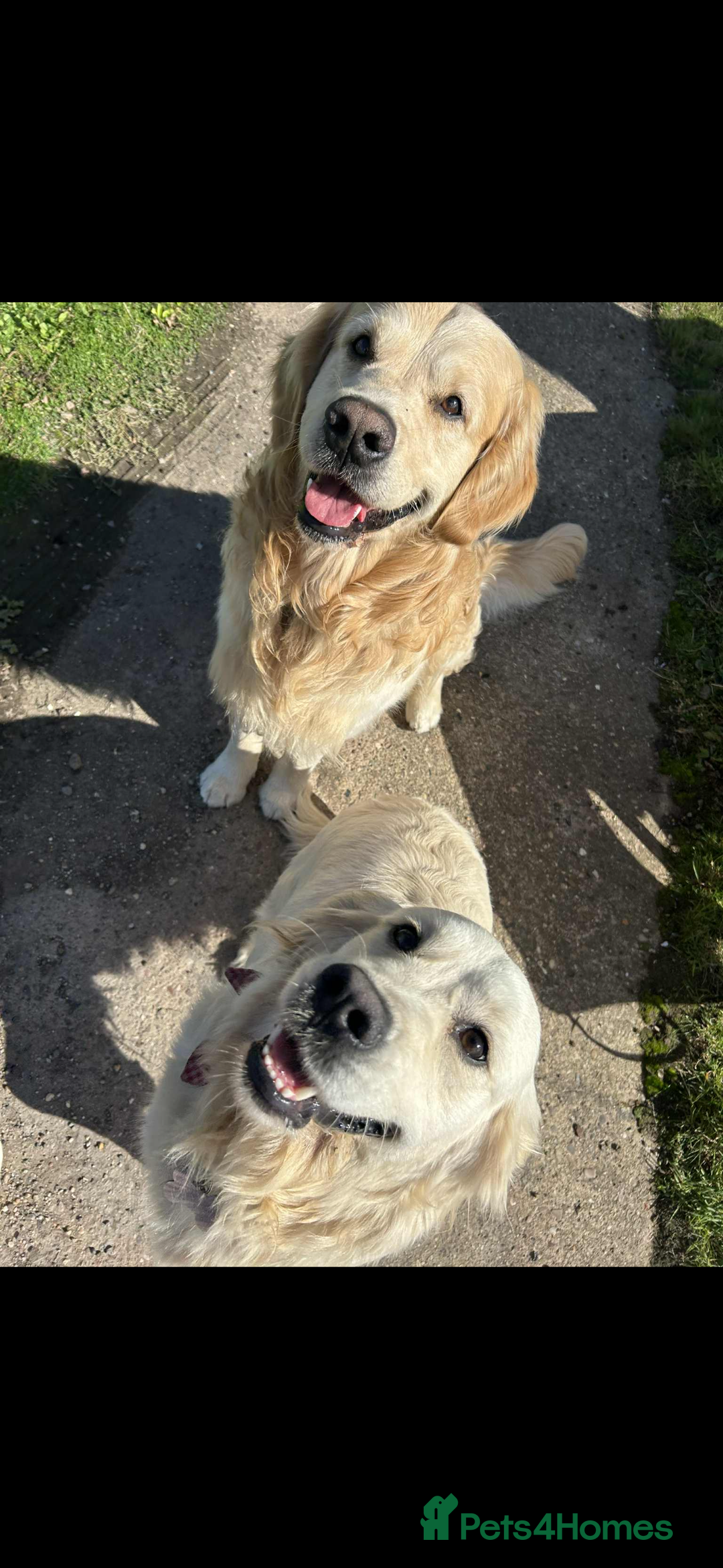 Golden Retriever dogs for sale: Golden Retriver puppies  - Advert 13