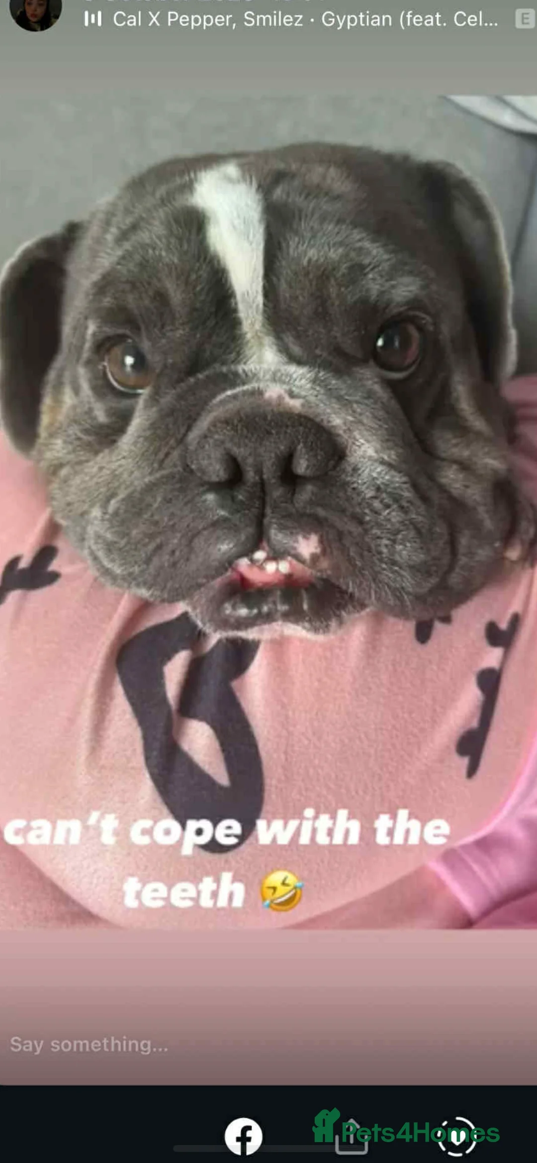 English Bulldog dogs for sale: Freelance frenchie for rehoming - Advert 4