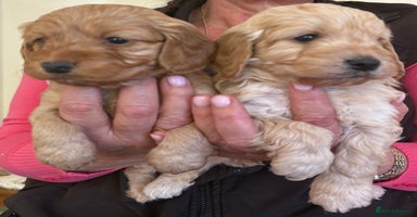 Cockapoo dogs - Advert 6