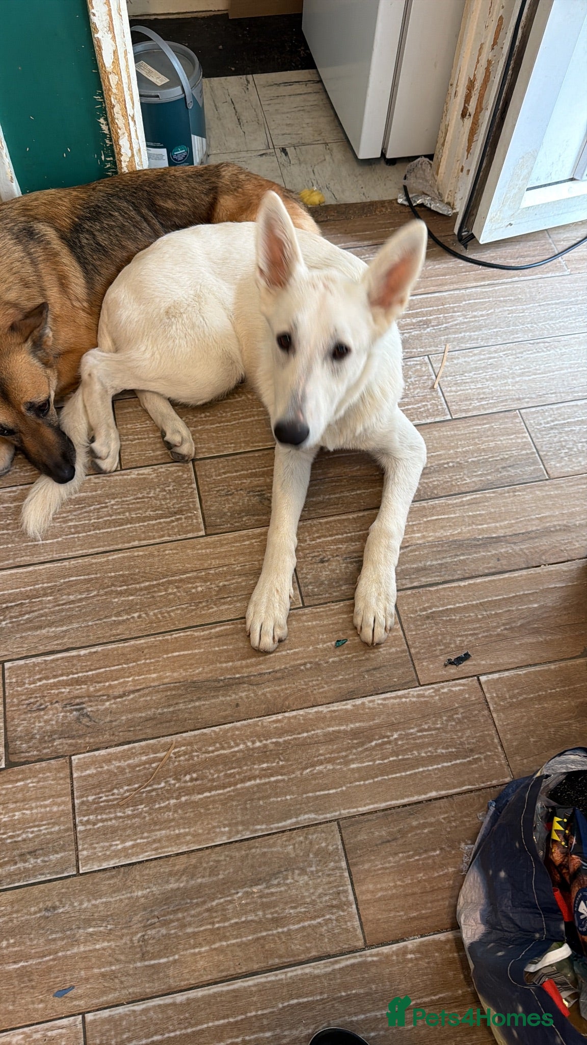 German Shepherd dogs White German shepherd  - Advert 1