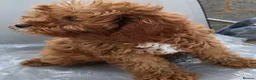 Cavapoo dogs for sale: F1 Cavapoo Puppies Available Now  - Advert 8
