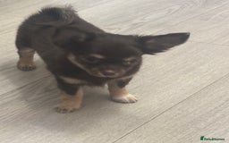 Chihuahua dogs for sale: READY TO GO TINY LONGHAIR CHIHUAHUA  - Image 6