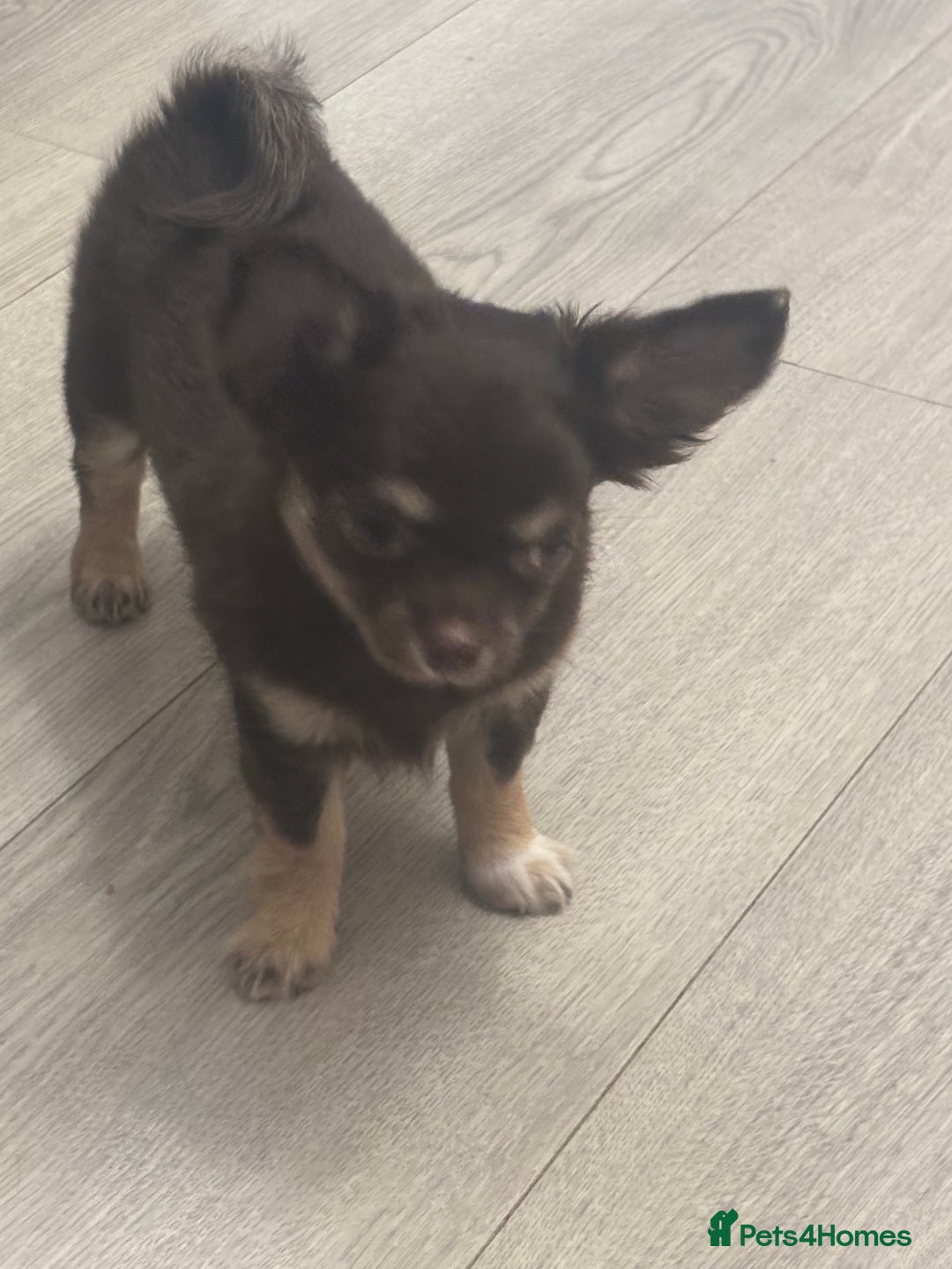 Chihuahua dogs for sale: READY TO GO TINY LONGHAIR CHIHUAHUA  - Image 6