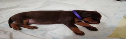 Dobermann dogs for sale: Dobermann puppies - Advert 29
