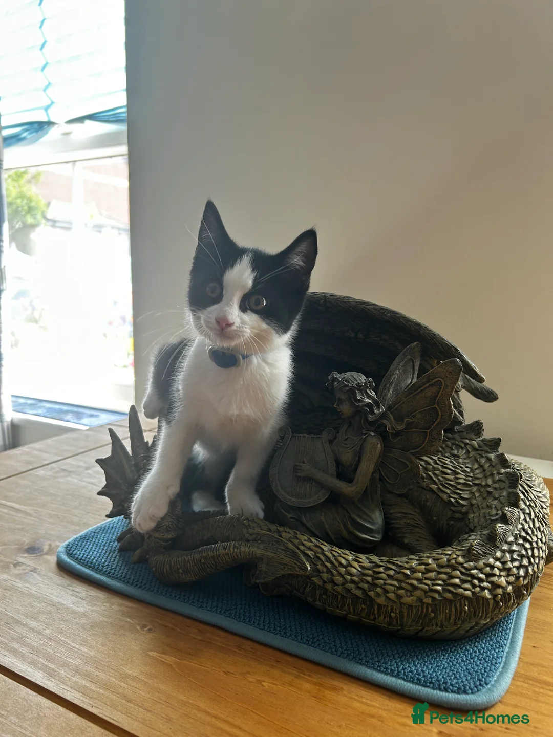 British Shorthair cats for sale: Beautiful male kitten  (£30) - Advert 2