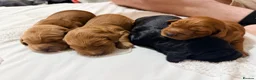 Cockapoo dogs for sale: Cockapoo f1b  in Lincoln - Advert 7