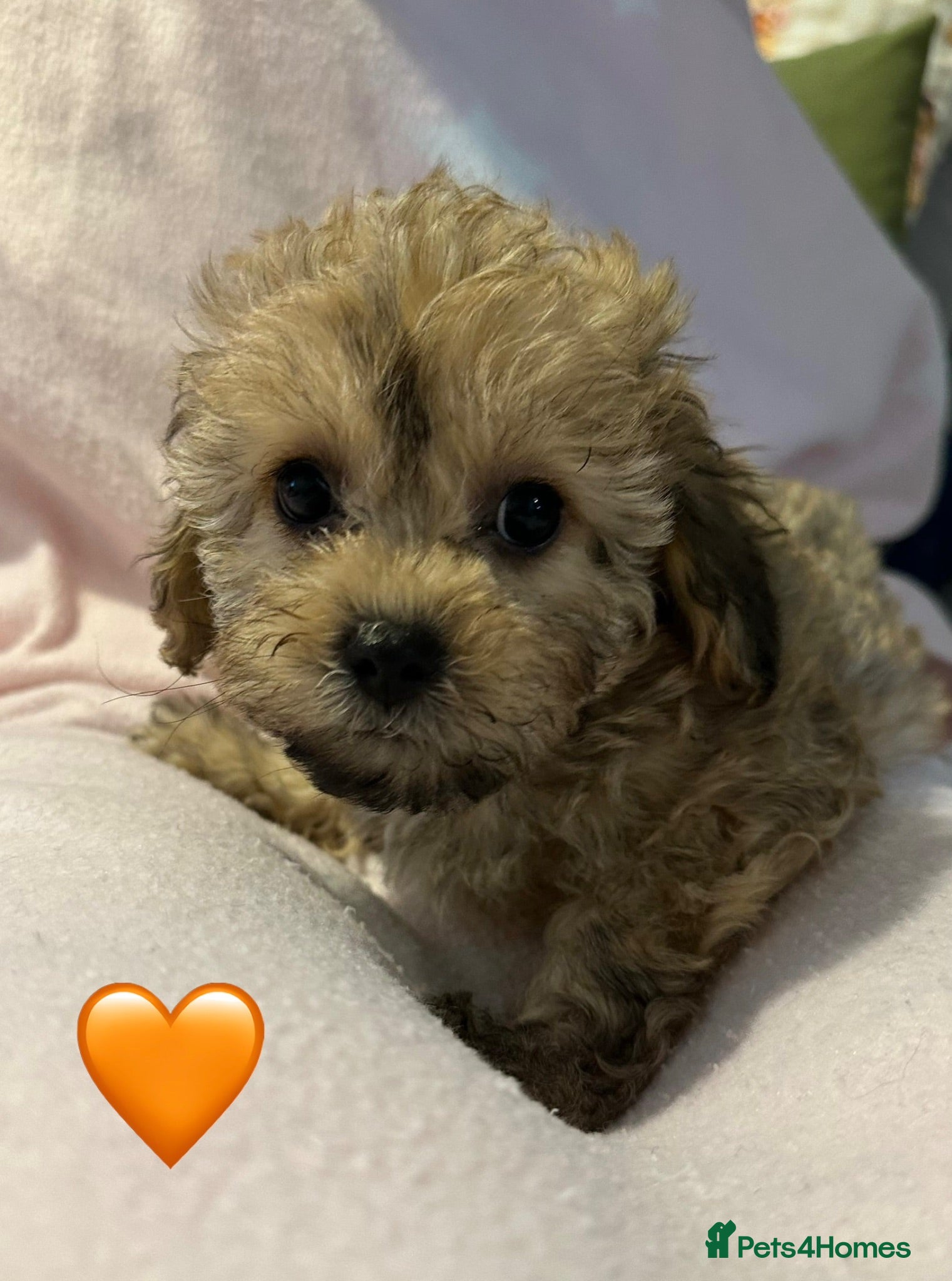 Mixed Breed dogs Ready Now - Beautiful Shihpoochon Puppies - Advert 2
