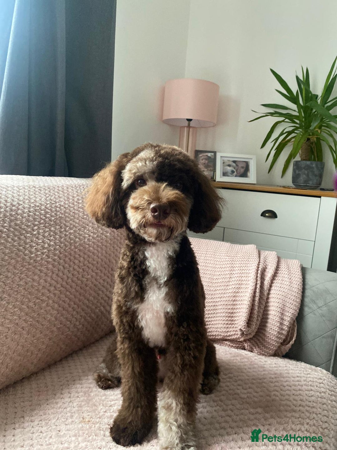 Miniature Poodle dogs for stud: Choc Merle Health Tested Mini Poodle Stud - Advert 6