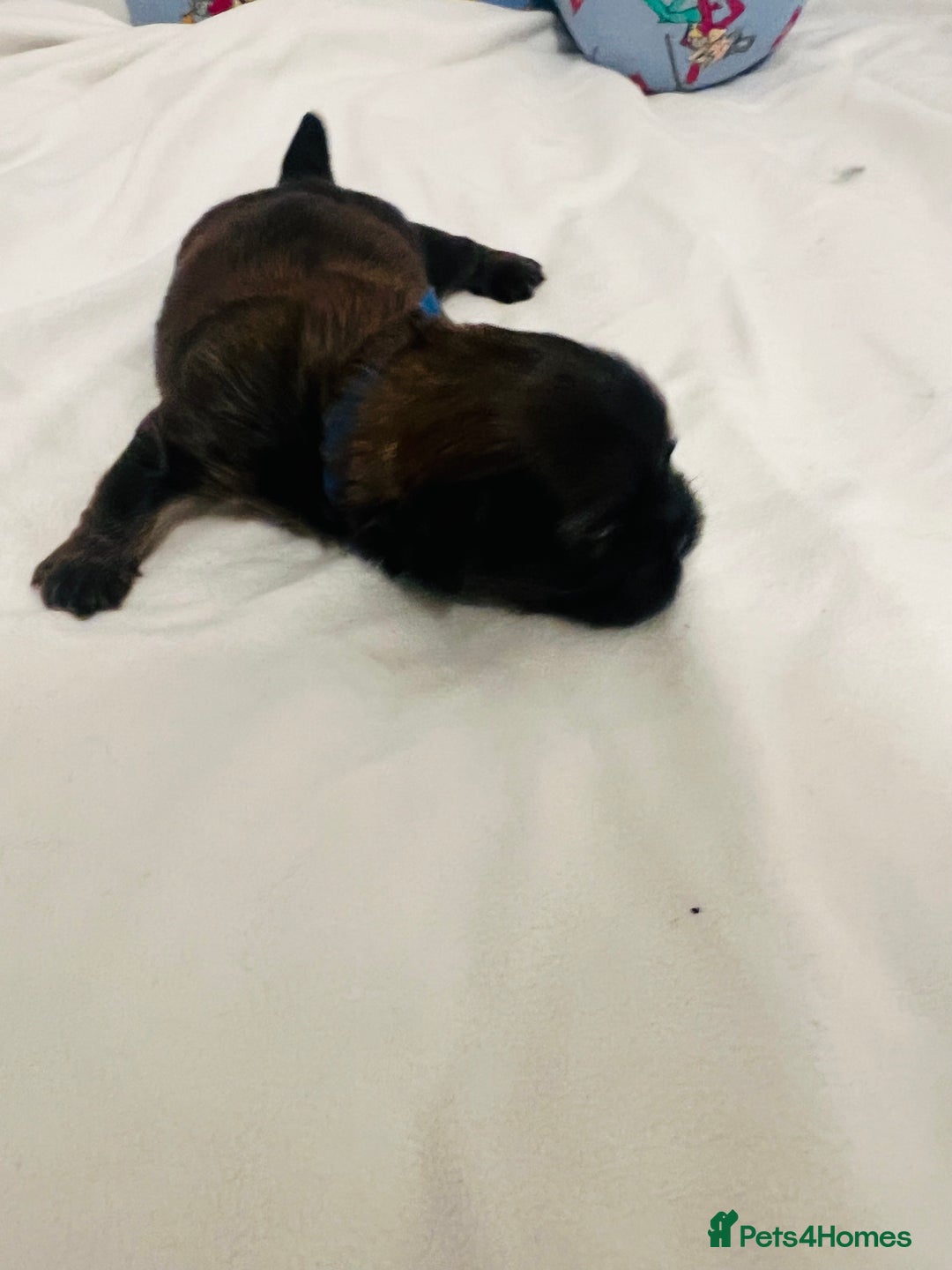 Shih Tzu dogs for sale: KC registered pure breed imperial shihtzu puppies  - Advert 24