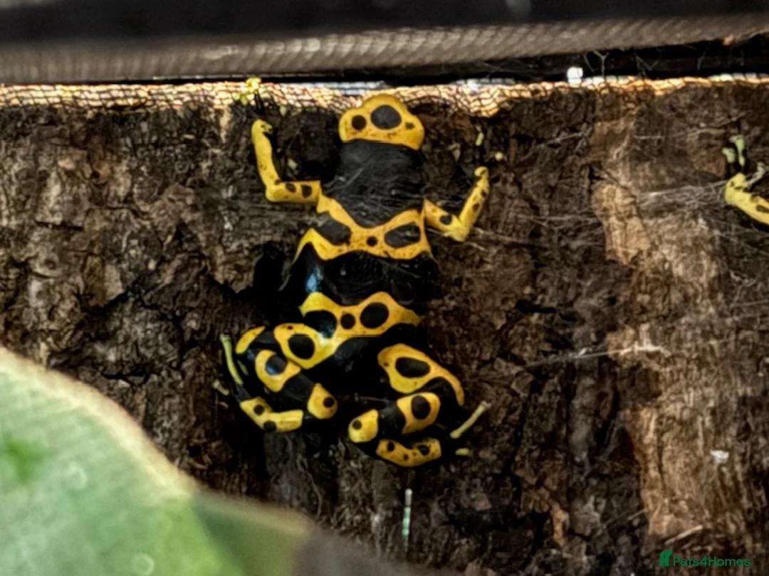 Frog reptiles for sale: Dendrobates Leucomelas Bumble Bee Frogs - Advert 3