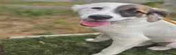 Mixed Breed dogs for adoption: Dhylis - Advert 6