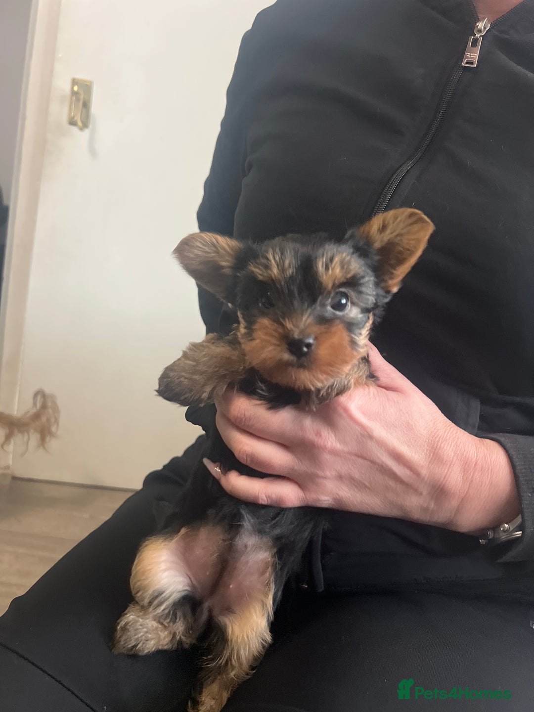Yorkshire Terrier dogs for sale: Sweet Mini Yorkie Girls Ready to Melt Your Heart - Advert 5