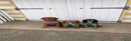 Labrador Retriever dogs for sale: Two beautiful fox red Labrador puppies  - Advert 21
