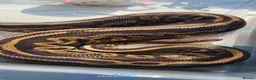 Mixed Breed reptiles for sale: Various royals and other snakes - Advert 9