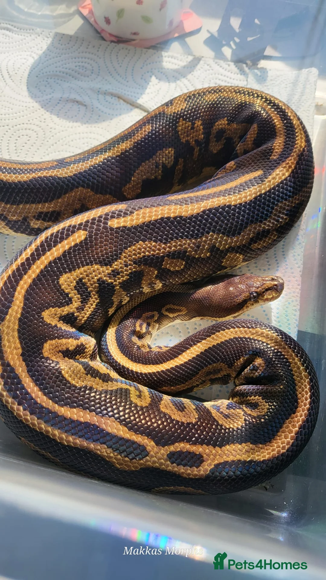 Mixed Breed reptiles for sale: Various royals and other snakes - Advert 9