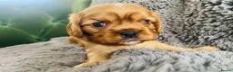 Cavalier King Charles Spaniel dogs for sale: KC Cavalier King Charles Puppies, All 4 Colours. - Advert 17
