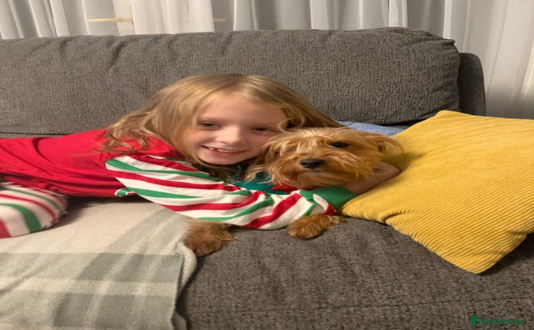 Yorkshire Terrier dogs Yorkie looking for forever home  in Ebbw Vale - Advert 2