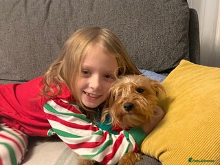 Yorkshire Terrier dogs Yorkie looking for forever home in Ebbw Vale - Advert 2