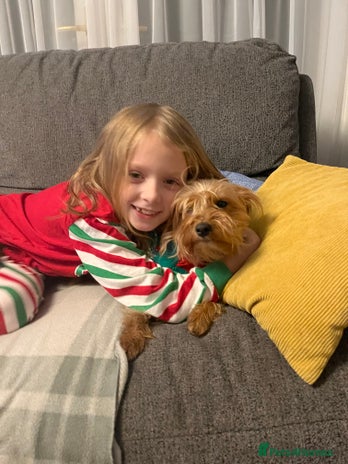 Yorkshire Terrier dogs Yorkie looking for forever home in Ebbw Vale - Advert 1