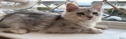 Maine Coon cats for sale: Majestic Maine coon Kittens - Advert 7