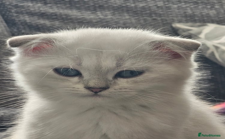 Scottish Fold cats - Advert 13