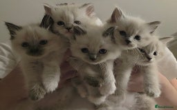 Ragdoll cats for sale: Ragdoll kittens ready to go! - Image 13