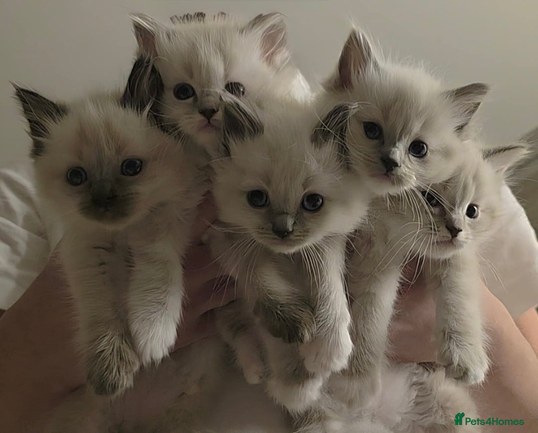 Ragdoll cats for sale: Ragdoll kittens ready to go! - Image 13