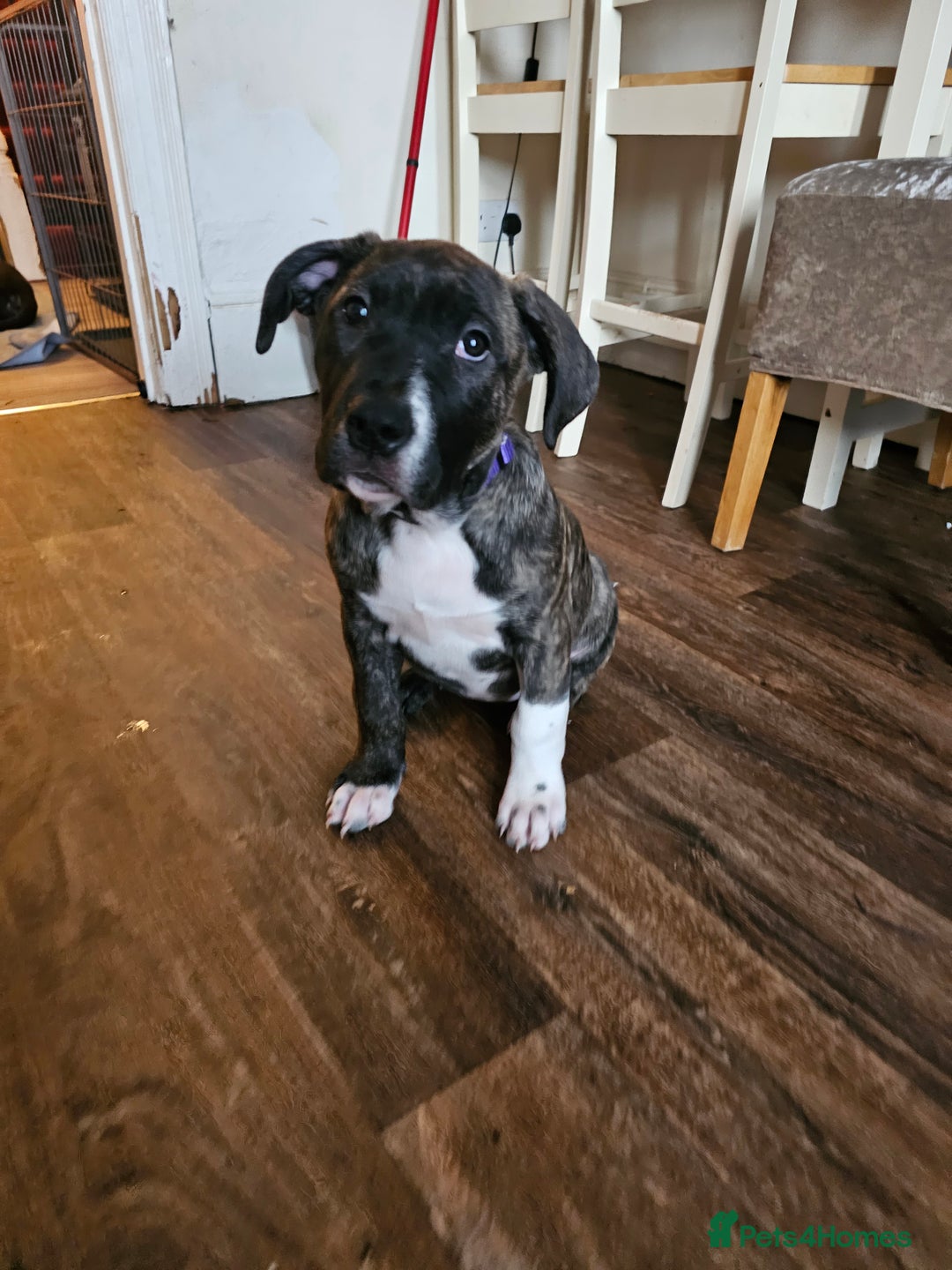 Presa Canario dogs for sale: Presa canario female puppy  - Image 5