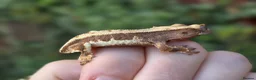 Gecko reptiles for sale: Crested geckos  - Advert 10