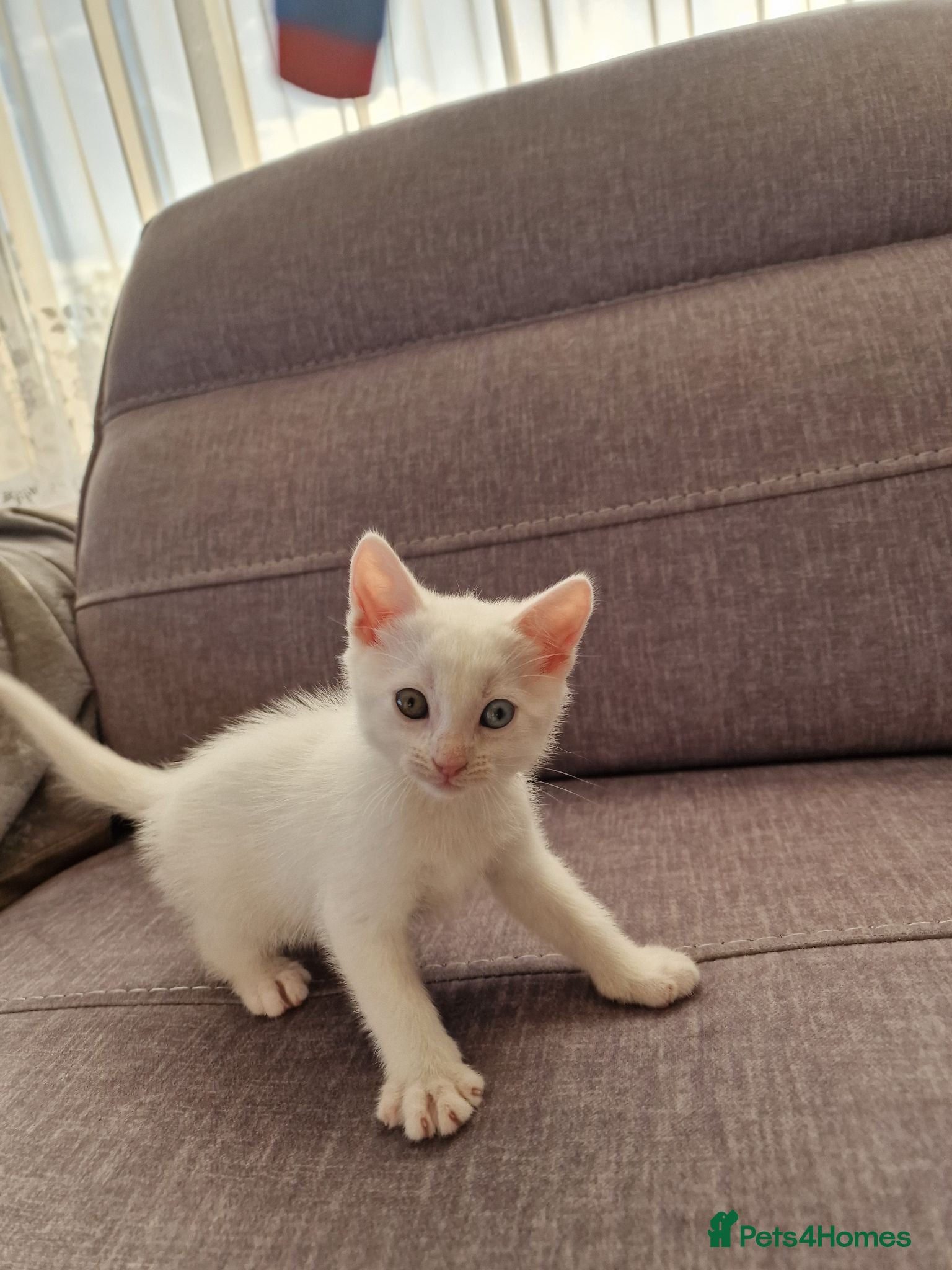 Turkish Angora cats Beautiful, Healthy-looking Turkish Angora kitten! - Advert 5