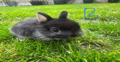 Netherland Dwarf rabbits - Advert 1