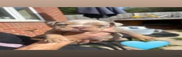 English Bulldog dogs for sale: Old English bulldog puppy  - Advert 8