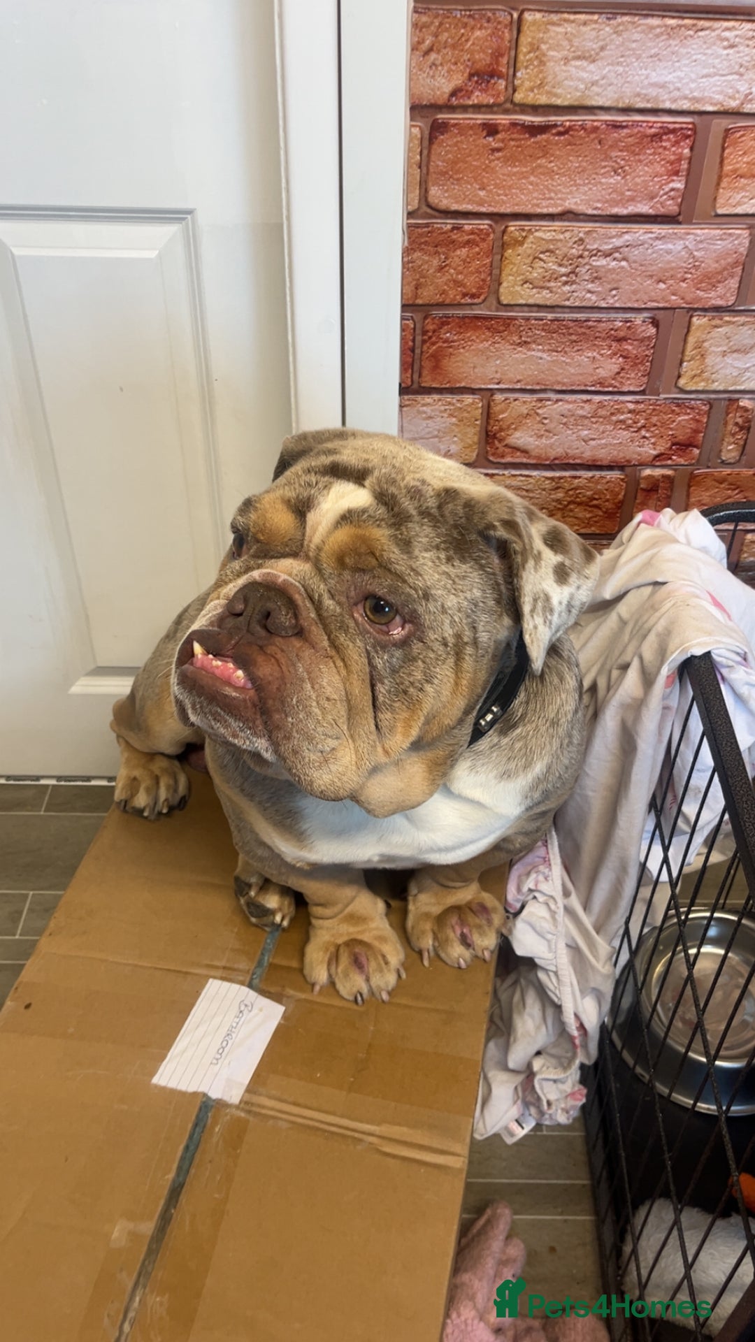 English Bulldog dogs for sale: English Bulldogs  - Image 20
