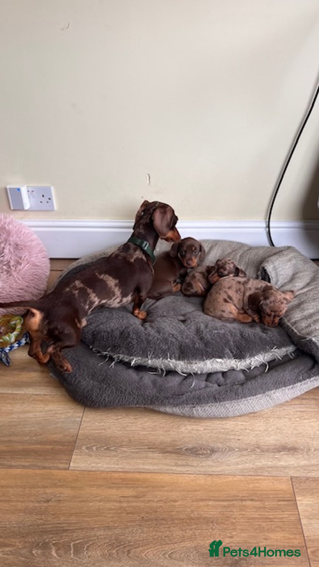 Miniature Dachshund dogs for stud: 🐾 KC Miniature Dachshund – Otto Von Krumm 🐾 - Image 17