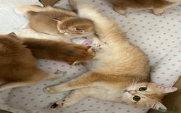 British Shorthair cats for sale: Ready to go Golden BSH Kittens Champ line  in March - Image 17