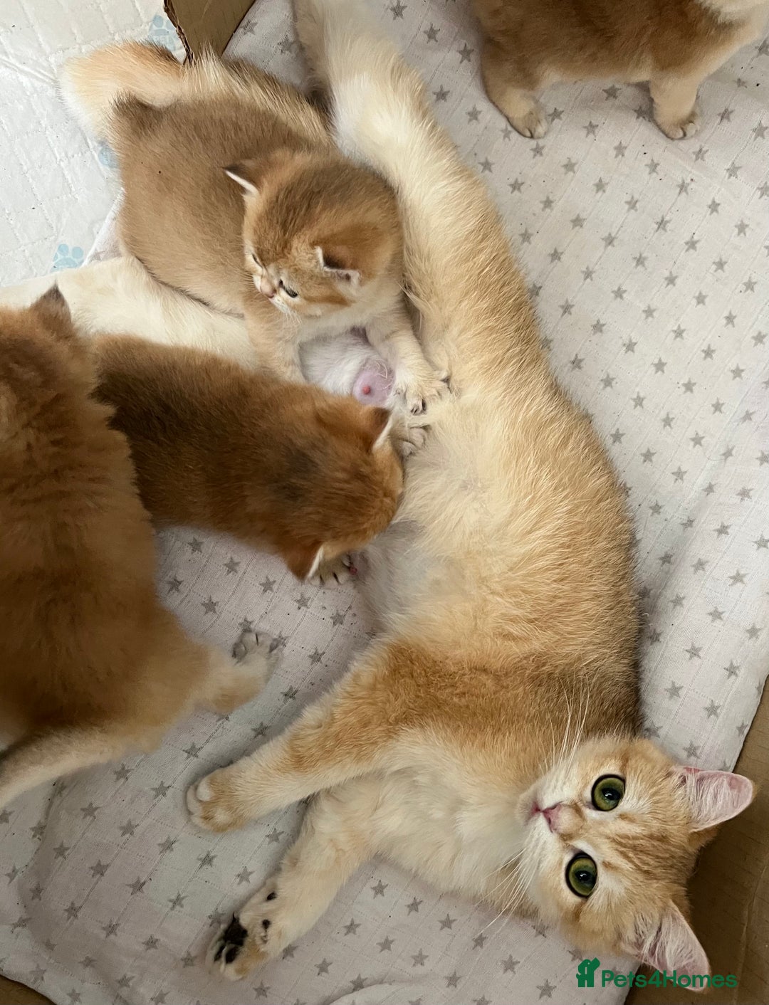 British Shorthair cats for sale: Ready to go Golden BSH Kittens Champ line  in March - Image 17