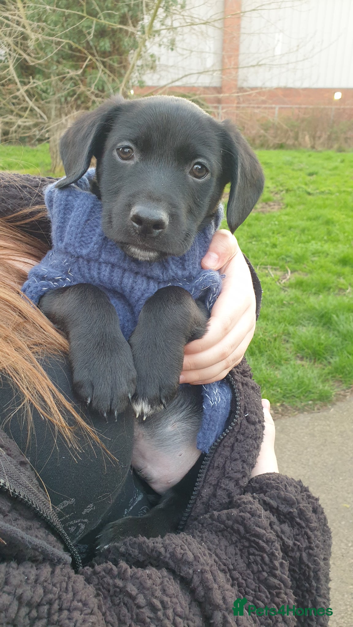 Mixed Breed dogs Cocker spaniel x Border collie male puppy - Advert 1