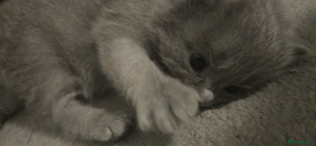 Ragdoll cats for sale: Ragdoll x Siberian mix - Advert 12