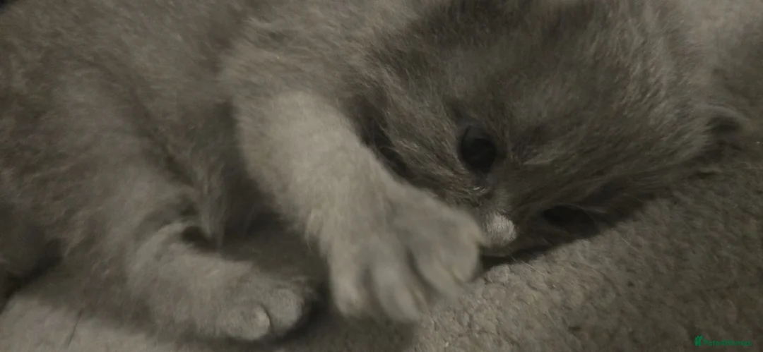 Ragdoll cats for sale: Ragdoll x Siberian mix - Advert 19