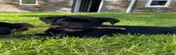 Mixed Breed dogs for sale: Australian Kelpie x Collie Pups in Llangadog - Advert 14