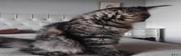 Maine Coon cats for sale: Maine coon black tabby, big size, registred - Advert 3