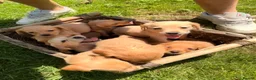 Cockerdor dogs for sale: Working Cockerdor Puppies  - Advert 1