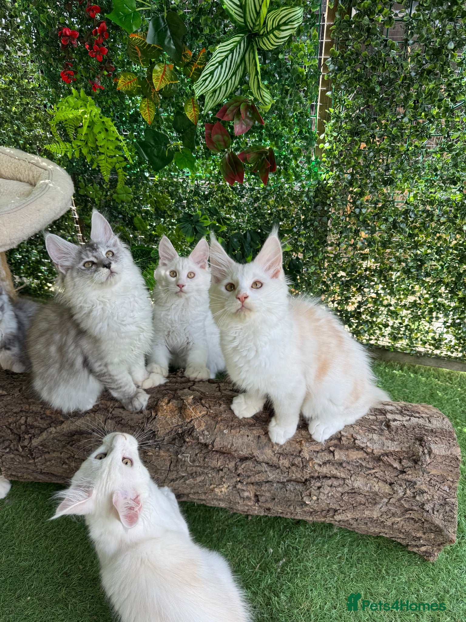Maine Coon cats     🌟🌟Amazing Kittens Maine Coon 🌟🌟 - Advert 1