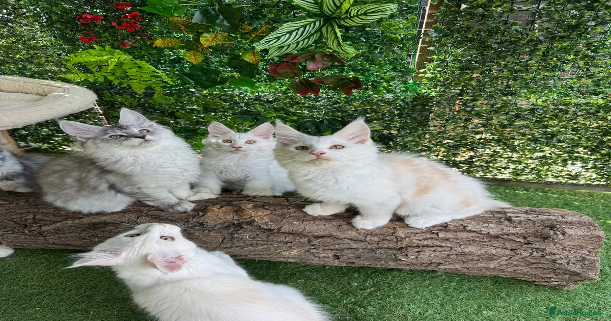 kittens-for-sale-in-west-midlands-pets4homes